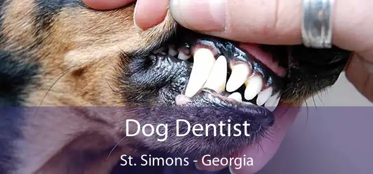 Dog Dentist St. Simons - Georgia