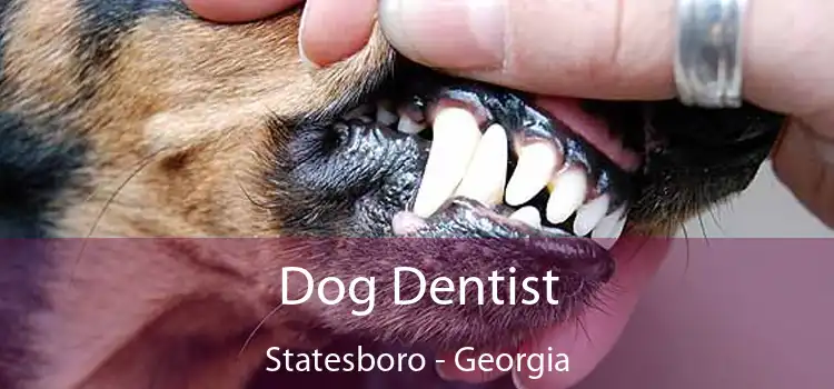 Dog Dentist Statesboro - Georgia