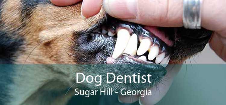 Dog Dentist Sugar Hill - Georgia