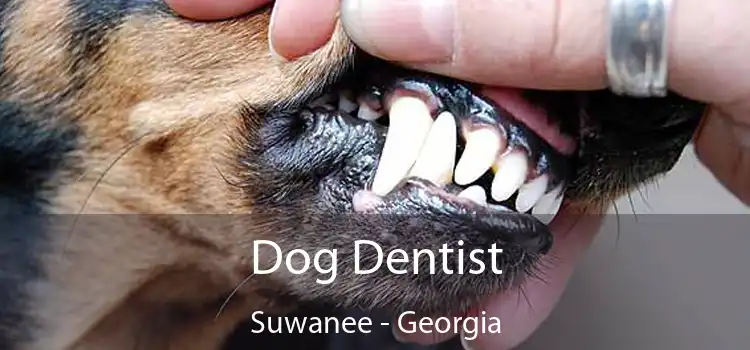 Dog Dentist Suwanee - Georgia