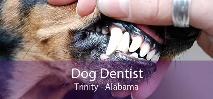 Dog Dentist Trinity - Alabama