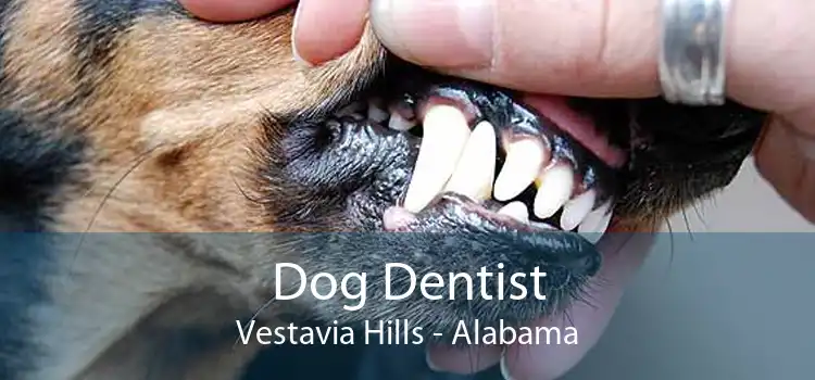 Dog Dentist Vestavia Hills - Alabama