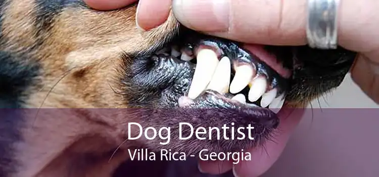 Dog Dentist Villa Rica - Georgia