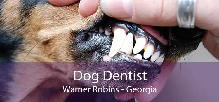 Dog Dentist Warner Robins - Georgia