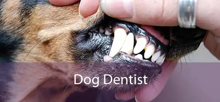 Dog Dentist