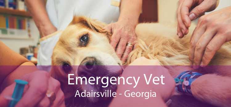 Emergency Vet Adairsville - Georgia
