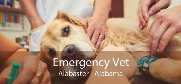 Emergency Vet Alabaster - Alabama