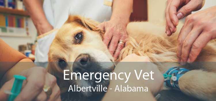 Emergency Vet Albertville - Alabama
