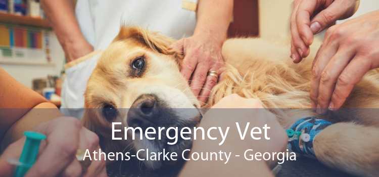 Emergency Vet Athens-Clarke County - Georgia