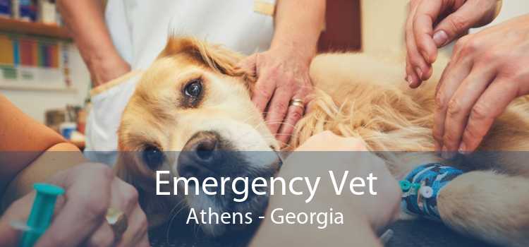 Emergency Vet Athens - Georgia