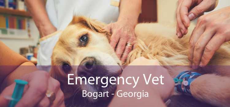 Emergency Vet Bogart - Georgia