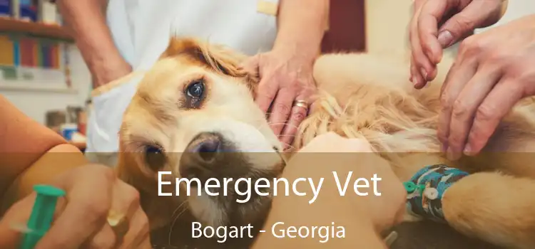 Emergency Vet Bogart - Georgia