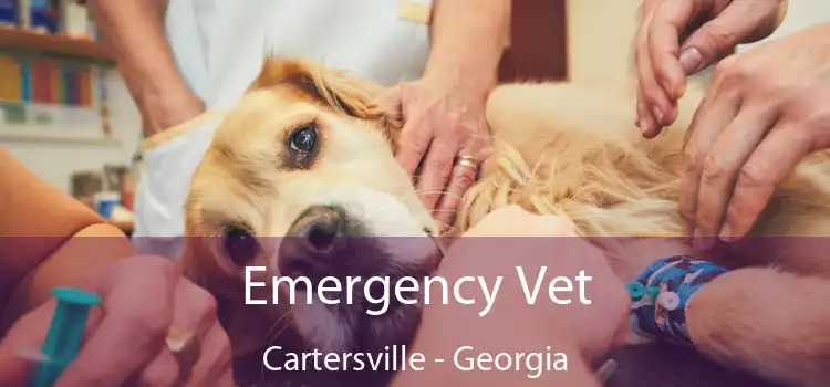 Emergency Vet Cartersville - Georgia