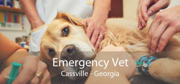 Emergency Vet Cassville - Georgia