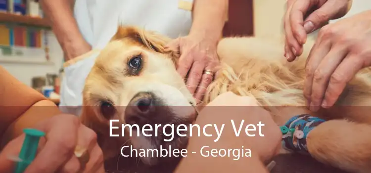 Emergency Vet Chamblee - Georgia
