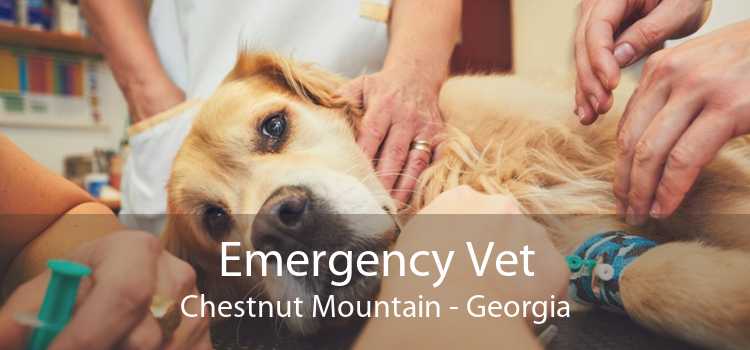 Emergency Vet Chestnut Mountain - Georgia