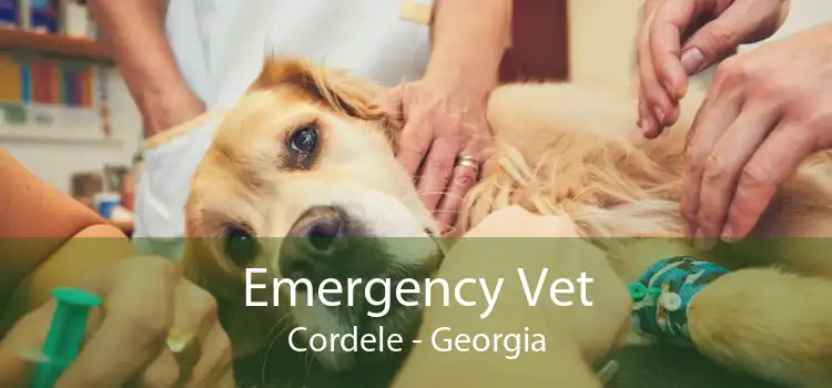 Emergency Vet Cordele - Georgia