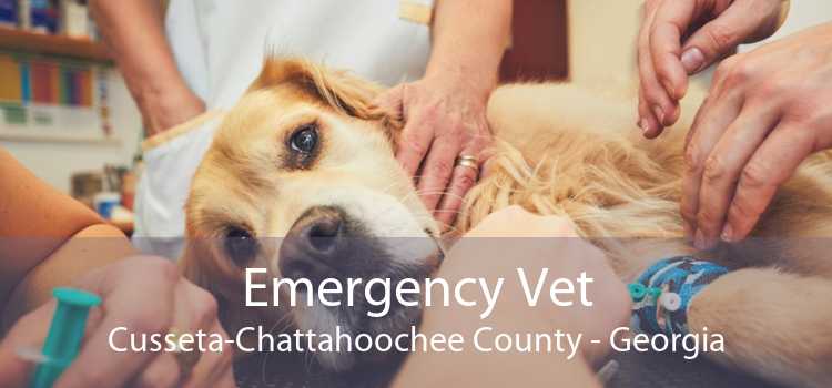Emergency Vet Cusseta-Chattahoochee County - Georgia