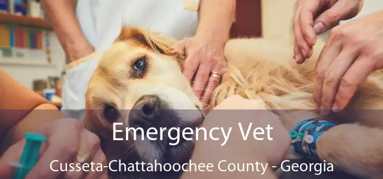 Emergency Vet Cusseta-Chattahoochee County - Georgia