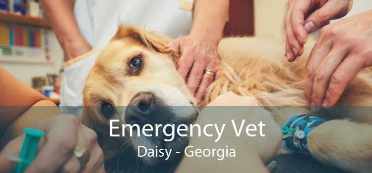 Emergency Vet Daisy - Georgia