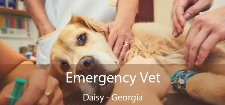 Emergency Vet Daisy - Georgia