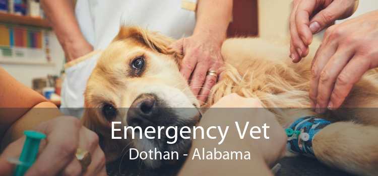 Emergency Vet Dothan - Alabama