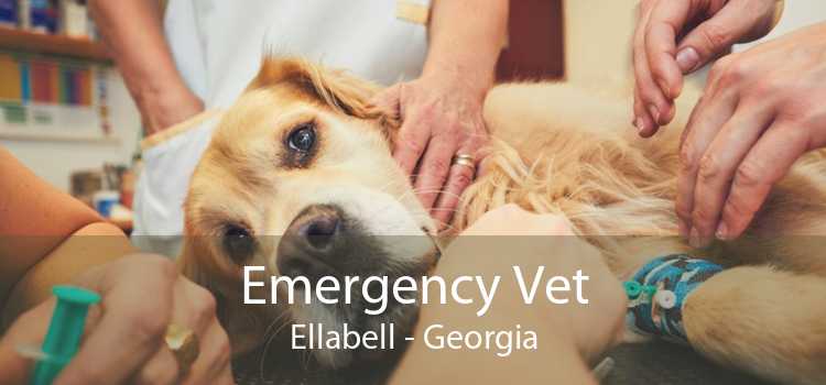 Emergency Vet Ellabell - Georgia