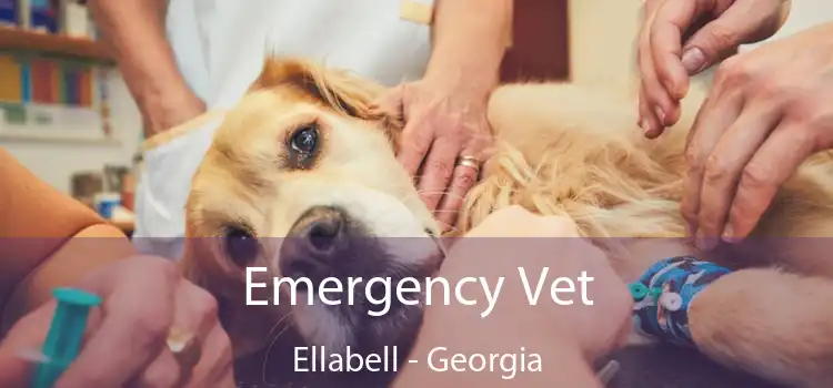 Emergency Vet Ellabell - Georgia