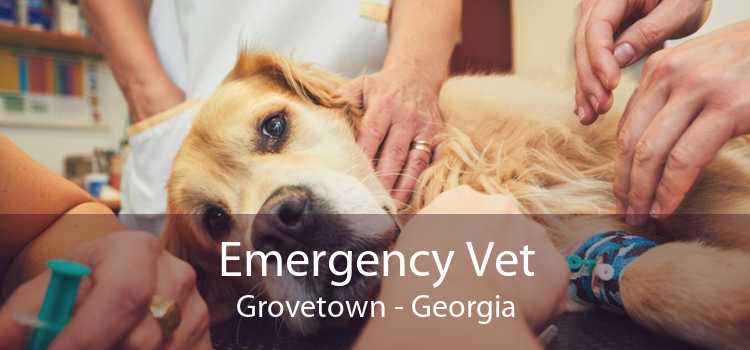 Emergency Vet Grovetown - Georgia
