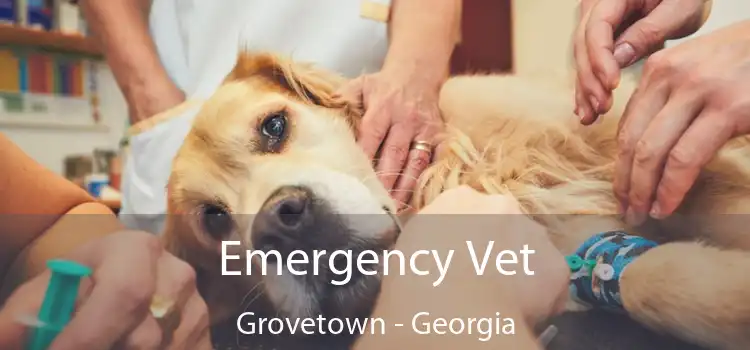 Emergency Vet Grovetown - Georgia