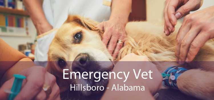 Emergency Vet Hillsboro - Alabama