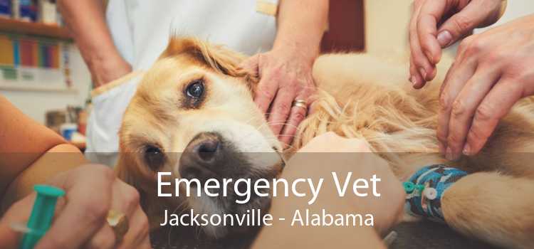 Emergency Vet Jacksonville - Alabama