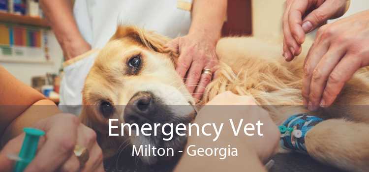 Emergency Vet Milton - Georgia