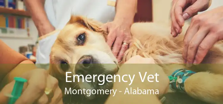 Emergency Vet Montgomery - Alabama