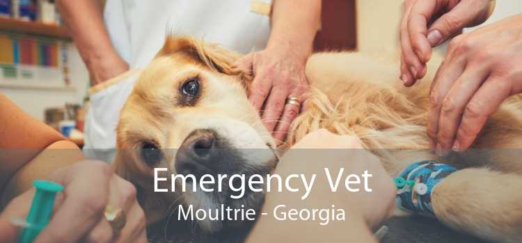 Emergency Vet Moultrie - Georgia