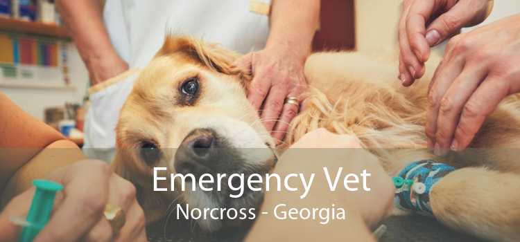 Emergency Vet Norcross - Georgia