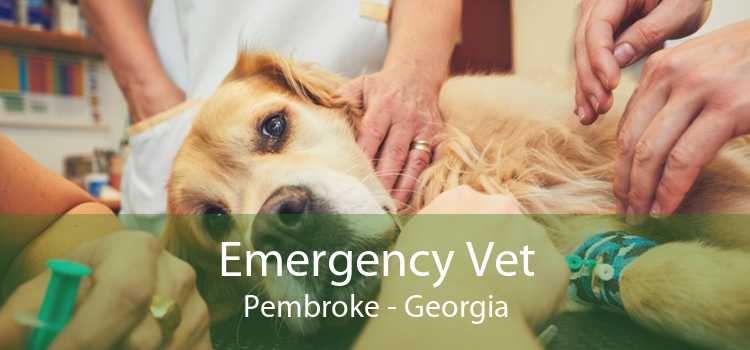 Emergency Vet Pembroke - Georgia