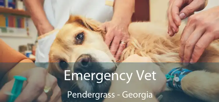 Emergency Vet Pendergrass - Georgia