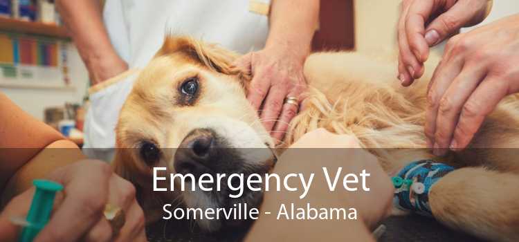 Emergency Vet Somerville - Alabama