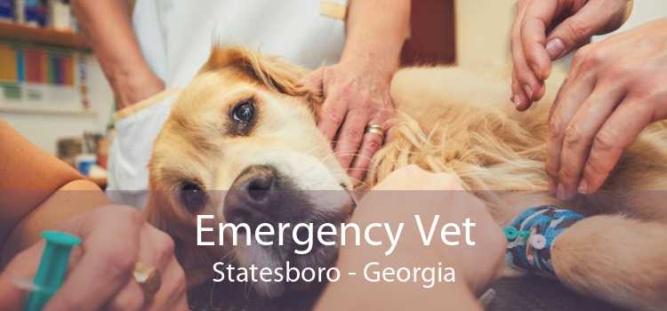 Emergency Vet Statesboro - Georgia