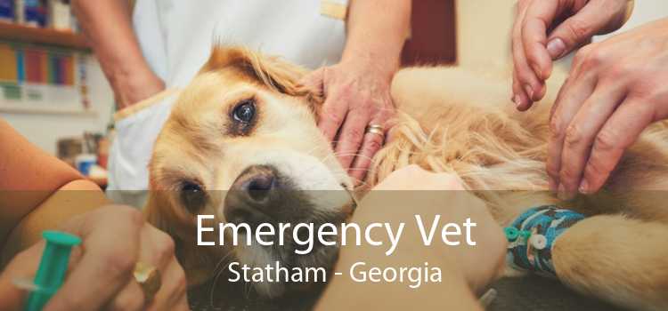 Emergency Vet Statham - Georgia