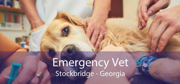 Emergency Vet Stockbridge - Georgia