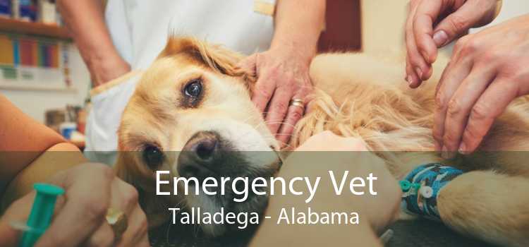 Emergency Vet Talladega - Alabama