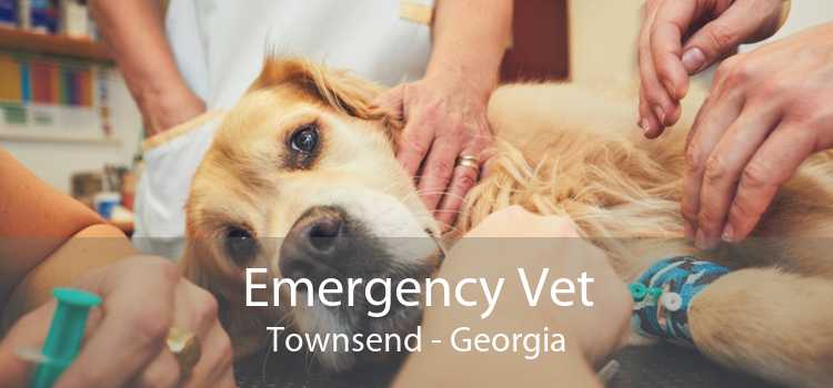 Emergency Vet Townsend - Georgia