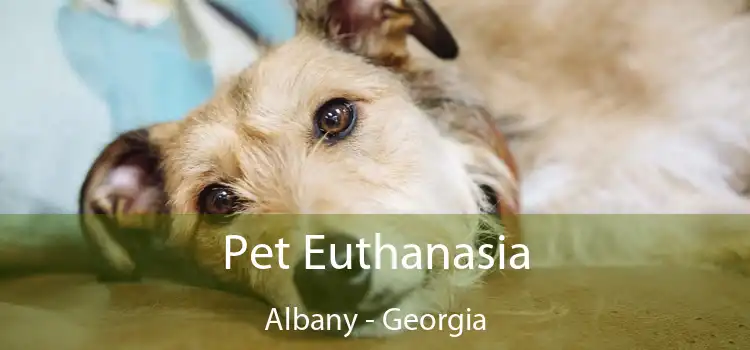 Pet Euthanasia Albany - Georgia