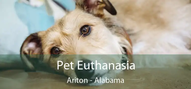 Pet Euthanasia Ariton - Alabama