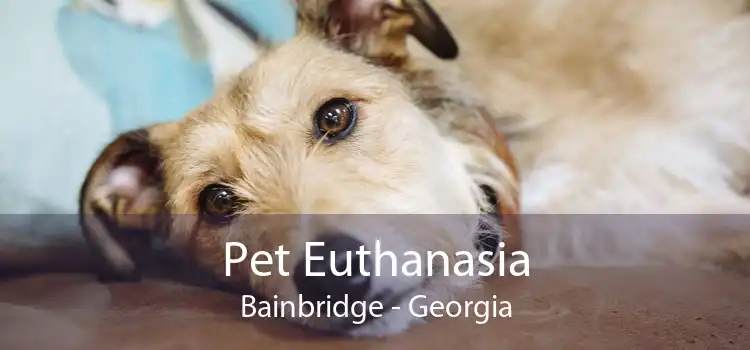 Pet Euthanasia Bainbridge - Georgia