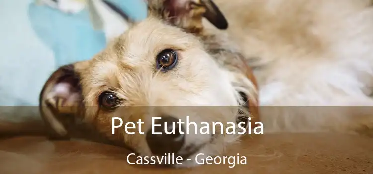 Pet Euthanasia Cassville - Georgia