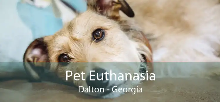 Pet Euthanasia Dalton - Georgia