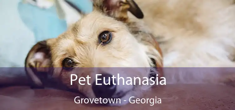 Pet Euthanasia Grovetown - Georgia